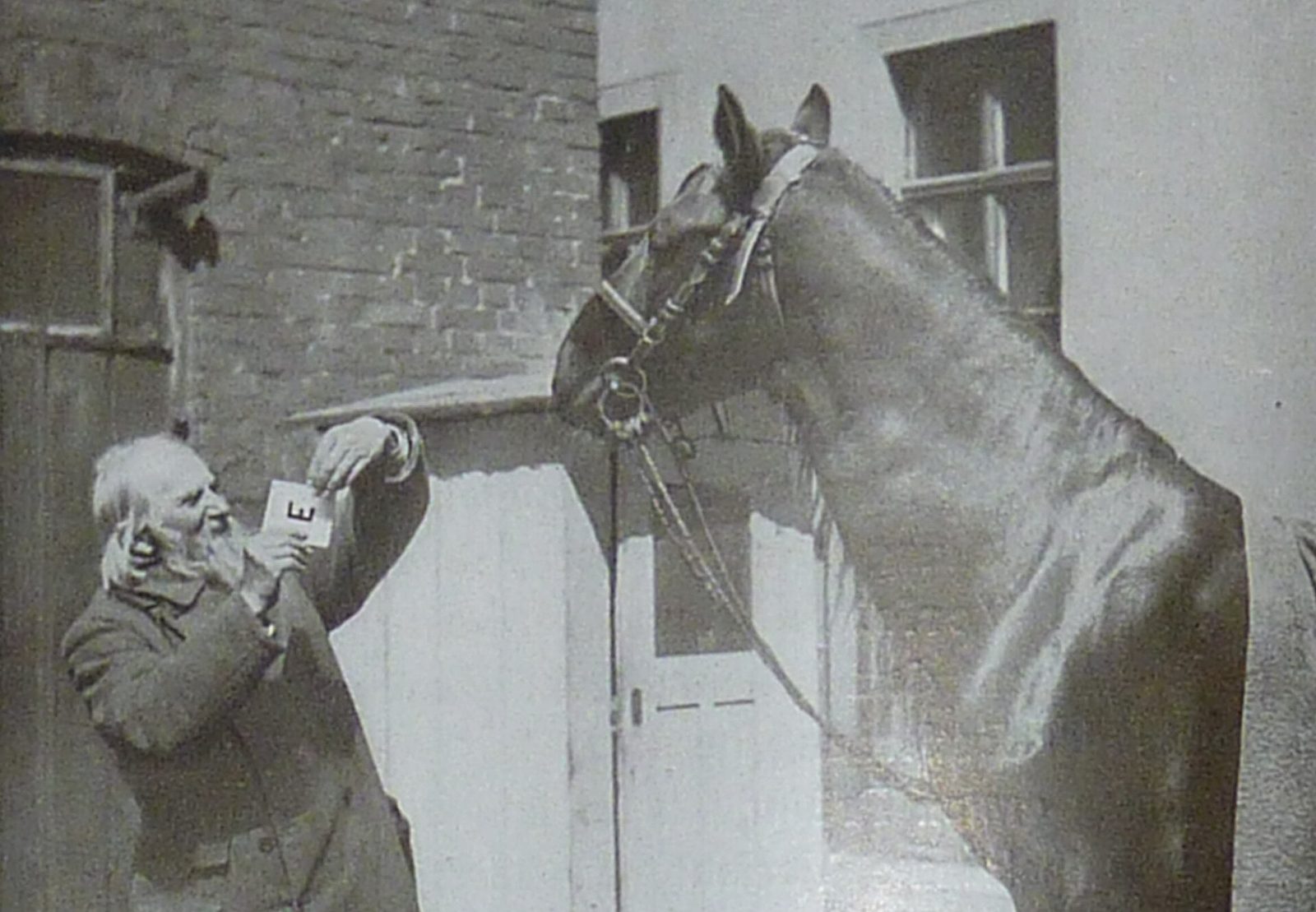 Wilhelm von Osten hält dem Pferd Kluger Hans eine Karte mit dem Buchstaben E vor.